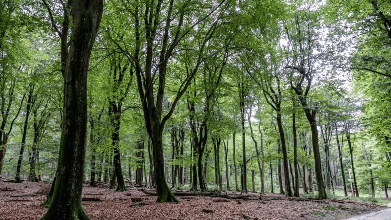 Nieuwe studie: Ingrijpende veranderingen in landbouw vereist, als België tegen 2050 CO2-neutraal wil zijn