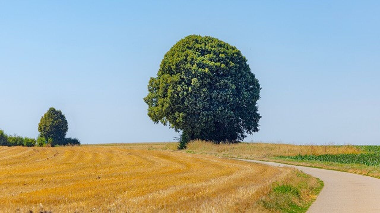 Zomerlinde 'Bedeu Beumke' in Tongeren is 'Boom van het jaar'
