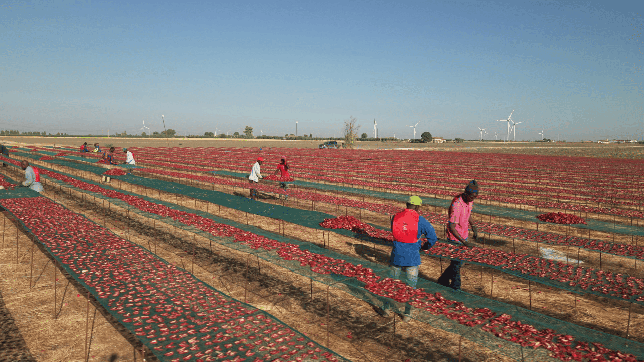Wie plukt onze tomaten? VRT NWS trekt naar het grootste getto van Europa