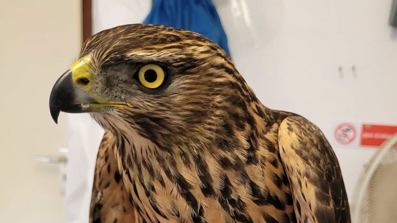 Alle 11 geteste vogels in opvangcentrum in Herenthout besmet met westnijlvirus: "Ze sterven zeer snel"