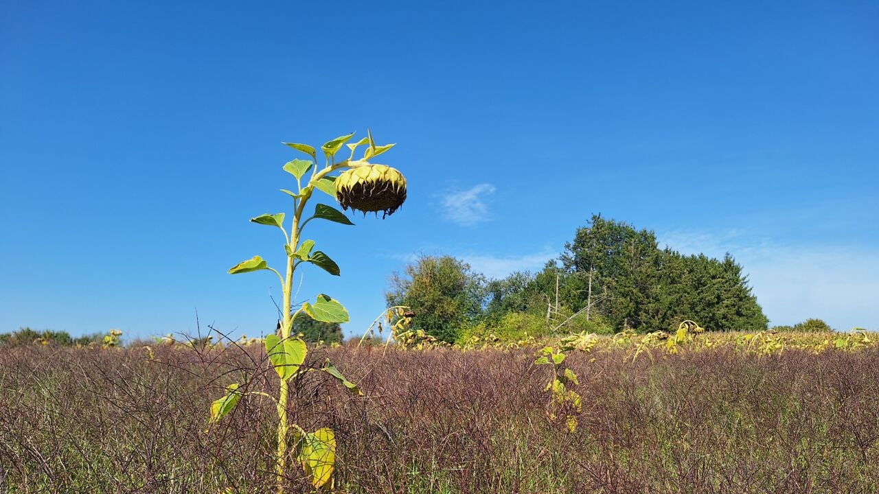 Dagrecord gesneuveld, 28,3 graden gemeten in Ukkel: "Nog nooit zo warm zo laat in het jaar"