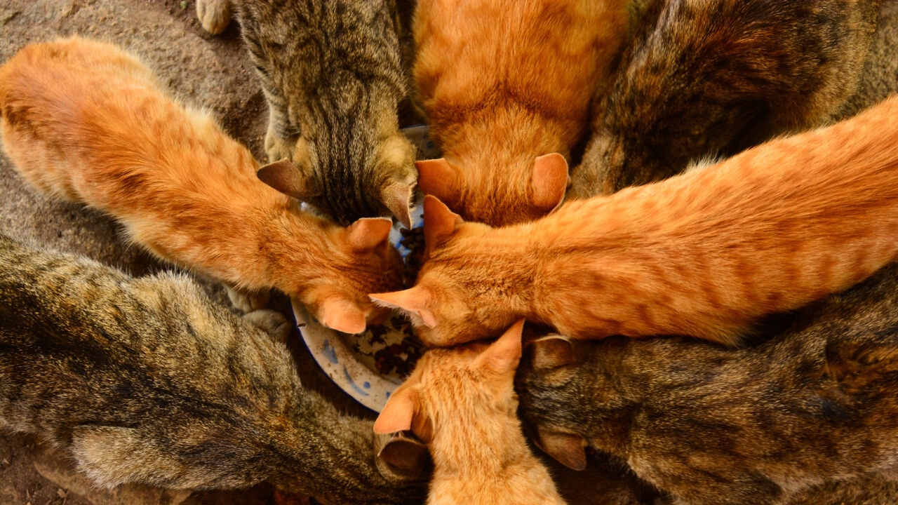 Syndroom van Noah: hoe een diepe liefde voor dieren kan uitgroeien tot een probleem