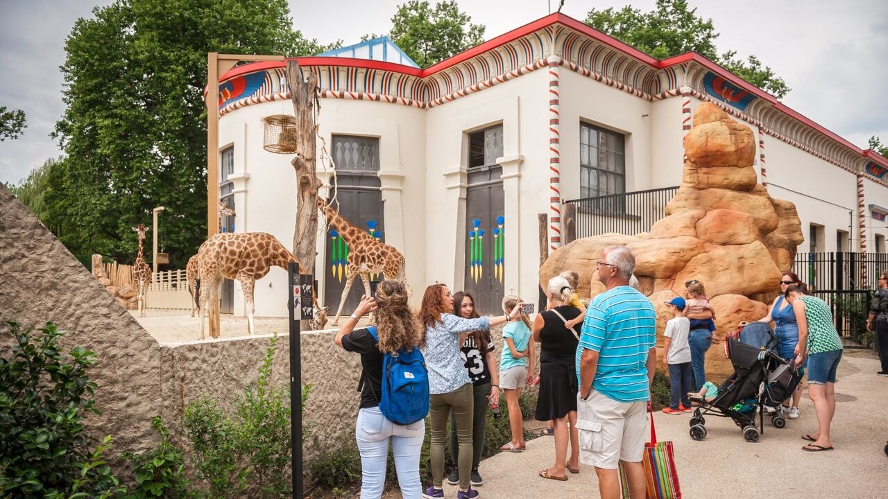 ZOO Antwerpen en Planckendael verliezen 3,4 miljoen euro subsidies: "We zijn verbijsterd"
