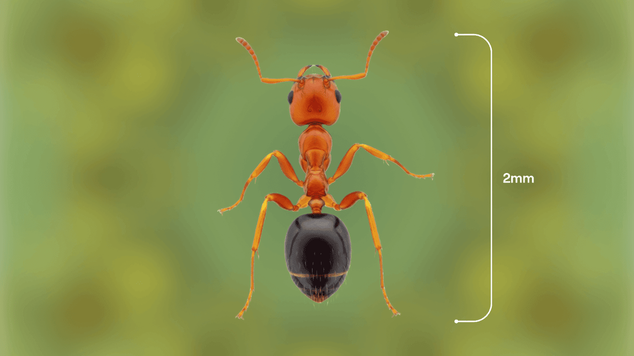 Hoe raak je van piepkleine faraomieren af en hoe lang duurt dat? Insectenkenner Peter Berx legt uit