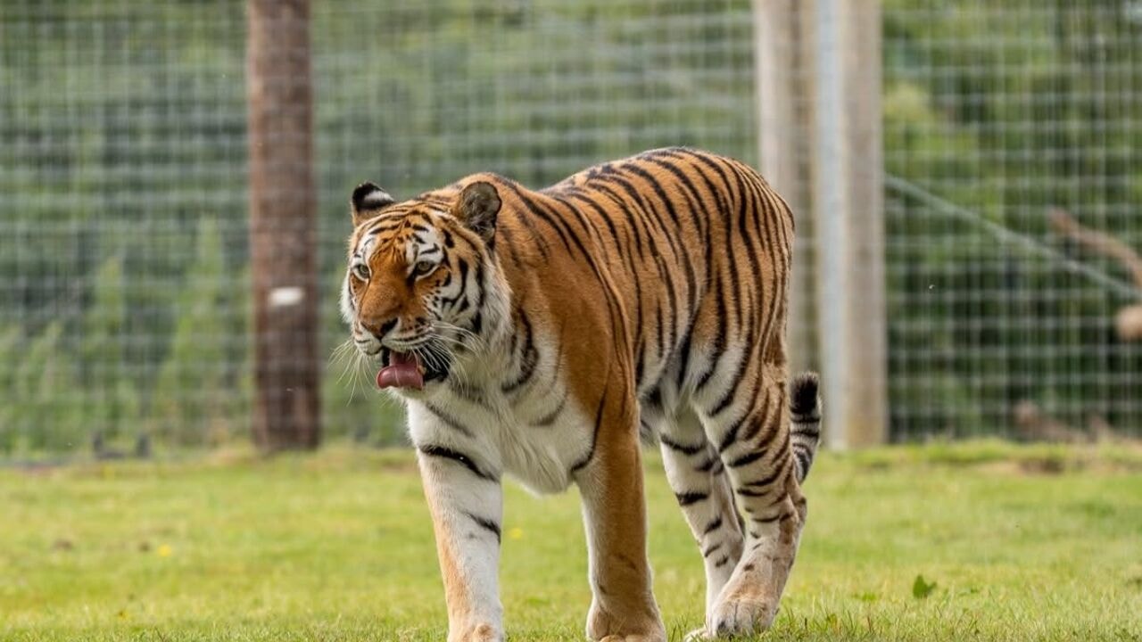 Man klimt bij tijger in Engels dierenpark, overleeft dat niet