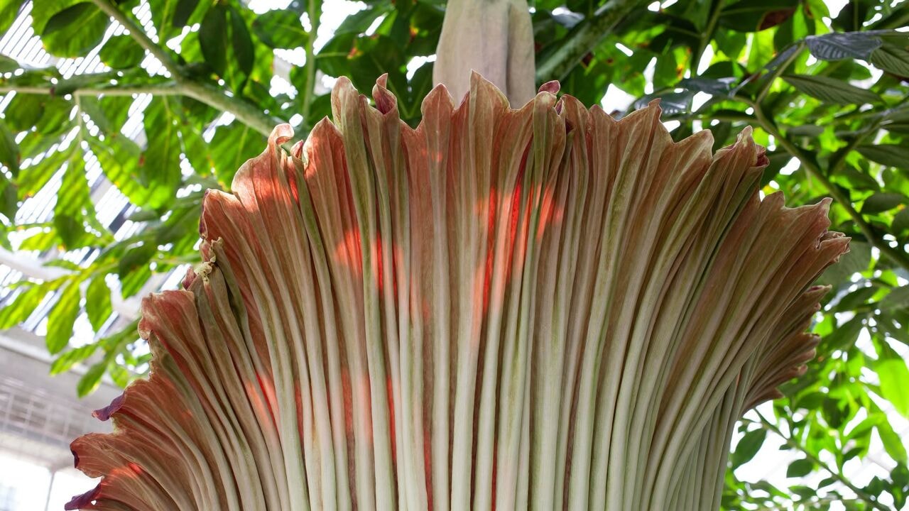 Reuzenaronskelk in Plantentuin Meise staat in bloei: bordeauxkleurig en bijna 2,5 meter hoog