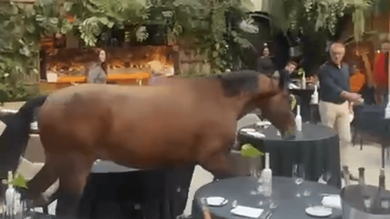"Onverwachte gast zonder reservatie": plots staat er een paard naast je tafel in een vijfsterrenhotel
