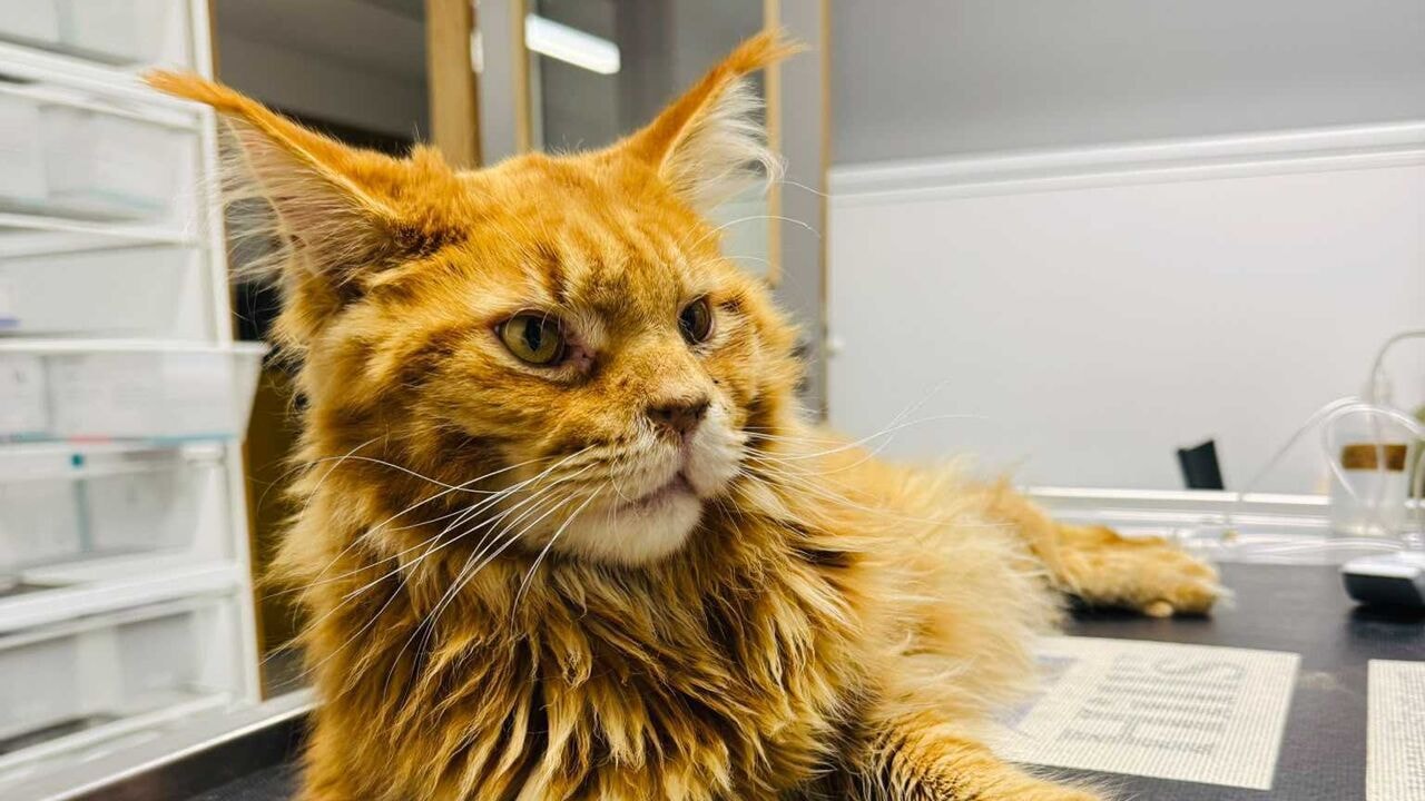 Twee katten onder het mes in Kortenberg nadat ze 'emoji' van Aldi hadden ingeslikt