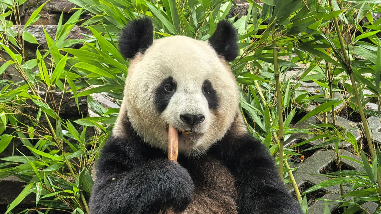 Pairi Daiza krijgt volgende maand nieuwe bewoner: reuzenpanda Ran Ran (9)