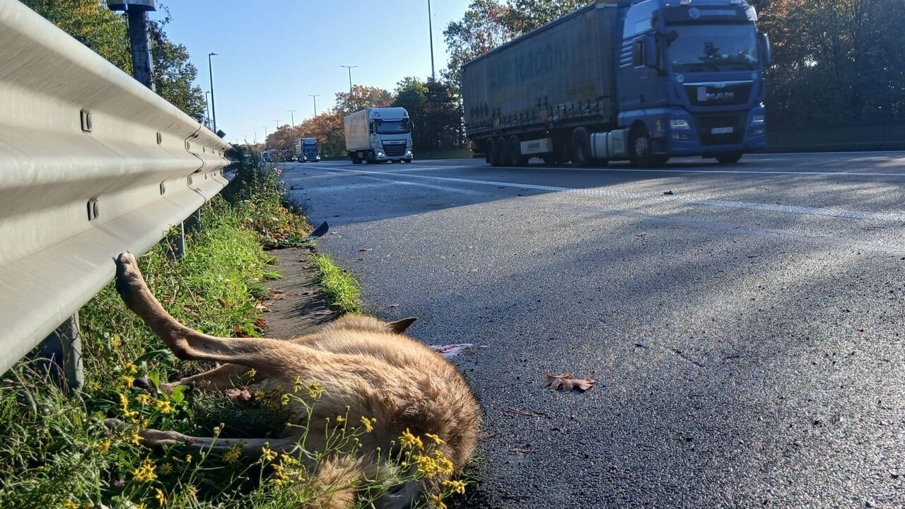Dode wolf aangetroffen op pechstrook E34 in Zoersel: Ben, Nederlandse wolf of zwerver?
