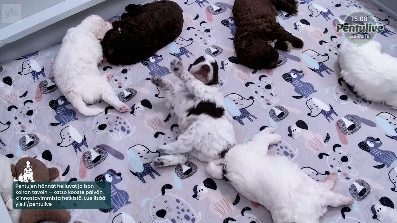 Waarom kijken miljoenen mensen naar puppy's die bijna niets doen?
