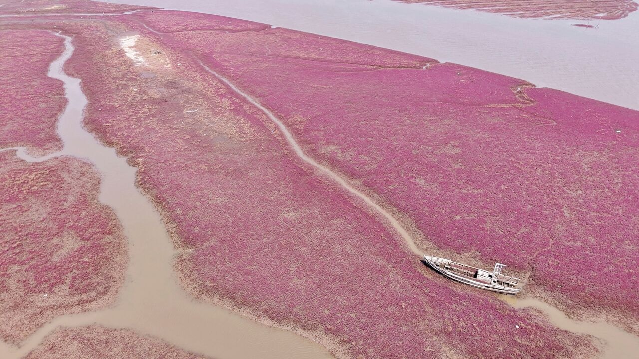Ruim 80 keer de oppervlakte van België: natuurherstel komt wereldwijd op gang, met China als voorbeeld