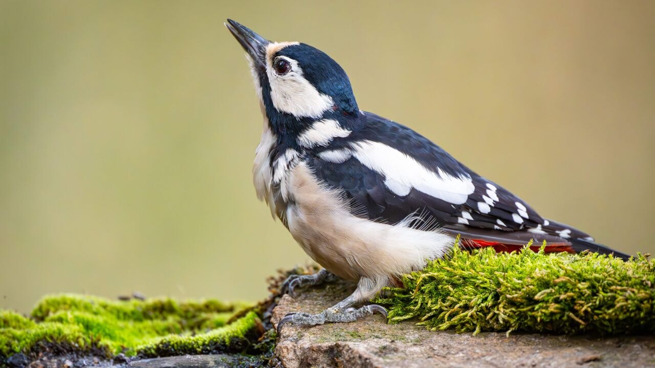 Gebuisd, maar in 'tweede zit' moet een versnelling volgen: opluchting op VN-natuurtop na ultiem akkoord