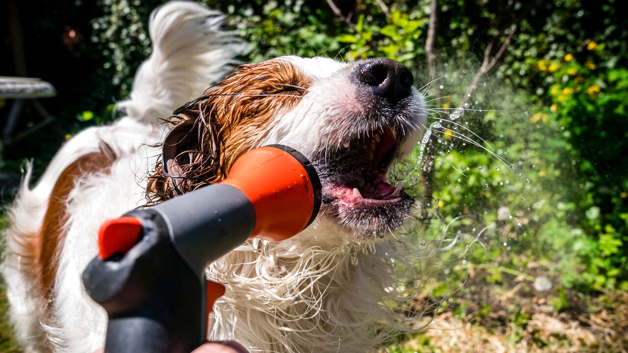Ook dieren kunnen een hitteslag krijgen: 5 tips om je kat of hond te helpen afkoelen