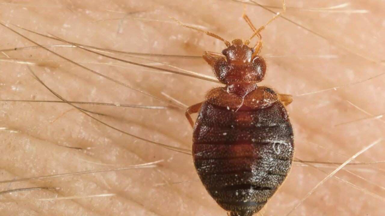 Proces rond maffiamoord stilgelegd door... één (mogelijke) bedwants in de rechtszaal