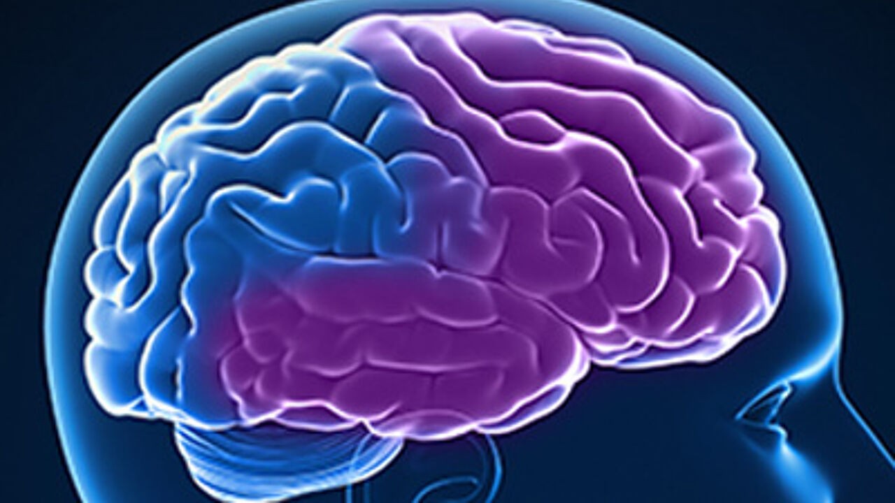 Hoe ons brein de wereld voorspelt: "We vullen meer in dan we zien"