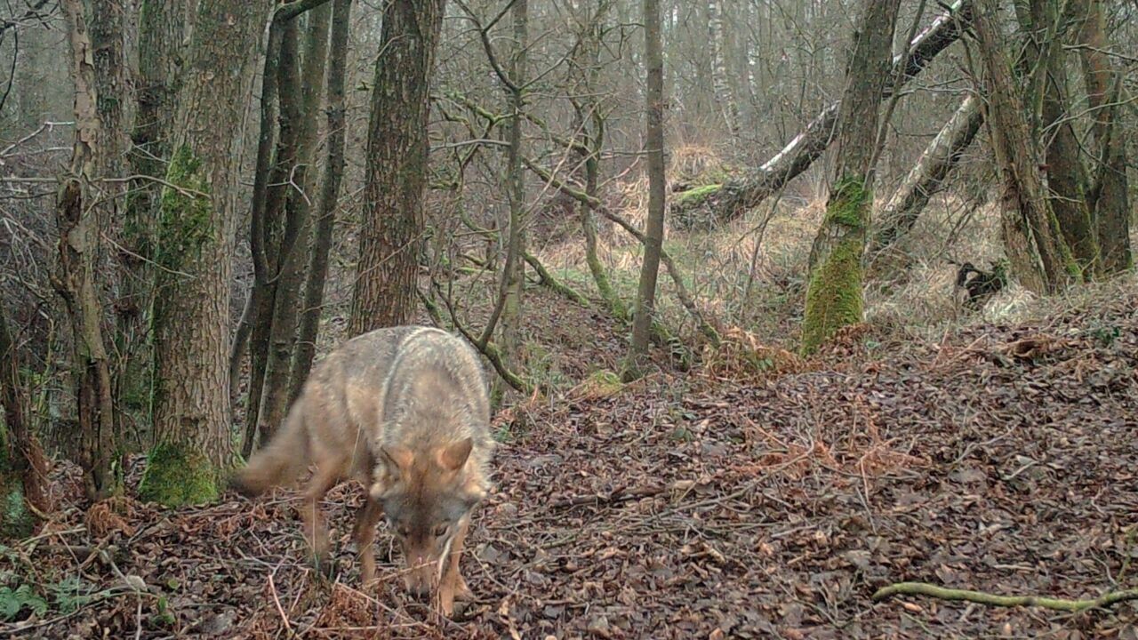 Geen enkel wolvenwelpje geboren in Vlaanderen in 2024: "Hoop voor 2025 is groot"