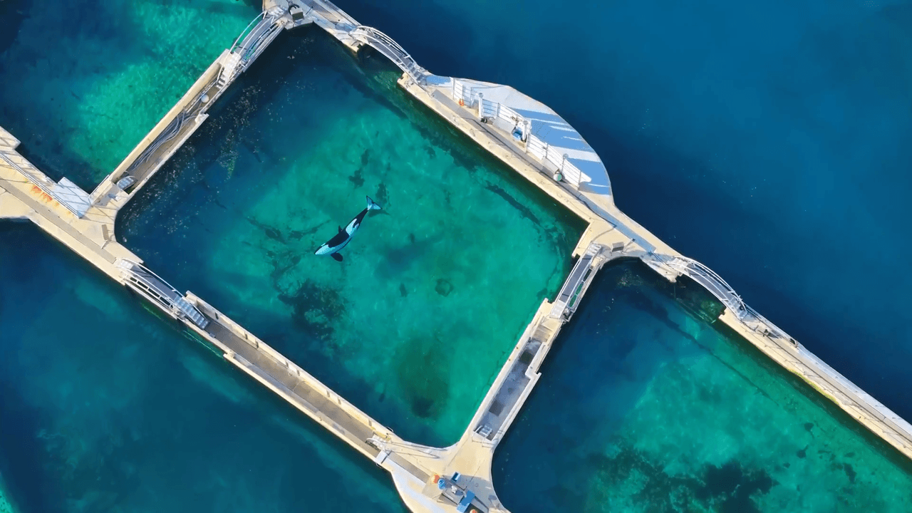Orka's Wikie en Keijo, die vastzaten in verlaten dolfinarium, worden overgeplaatst naar gesloten baai in Canada