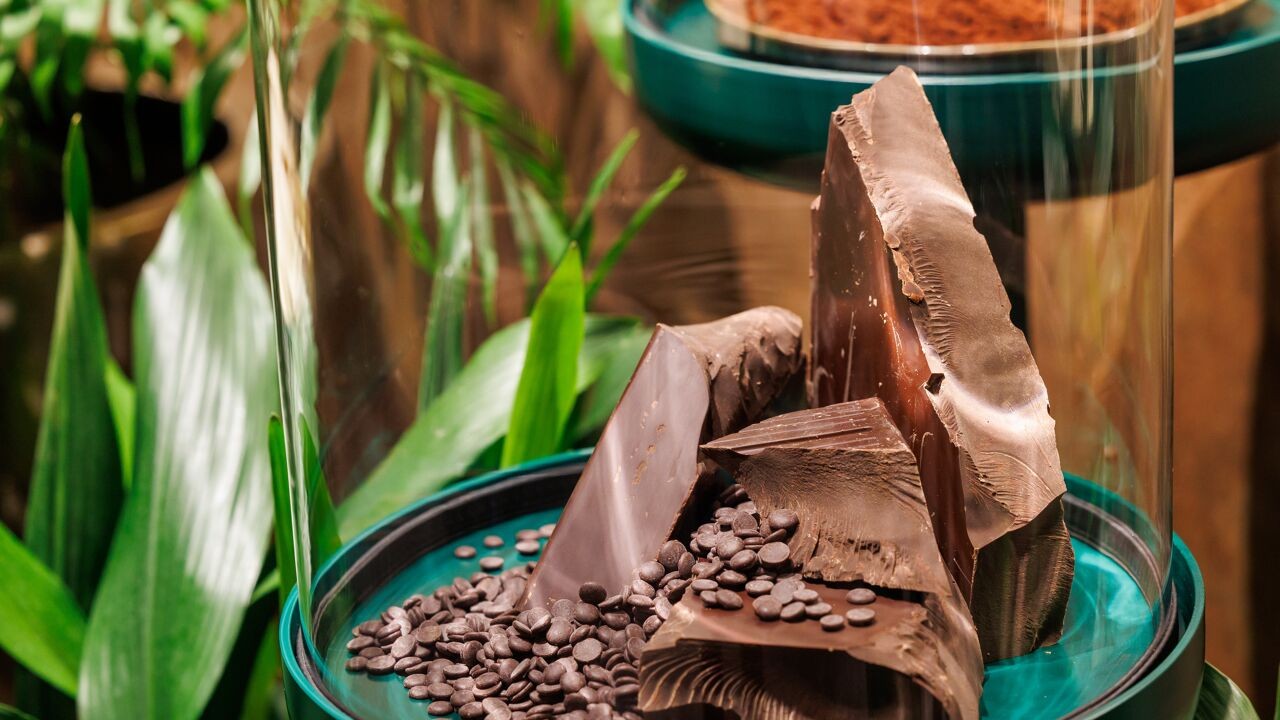 De bittere bijsmaak van Belgische chocolade: cacaoproductie grote bron van ontbossing