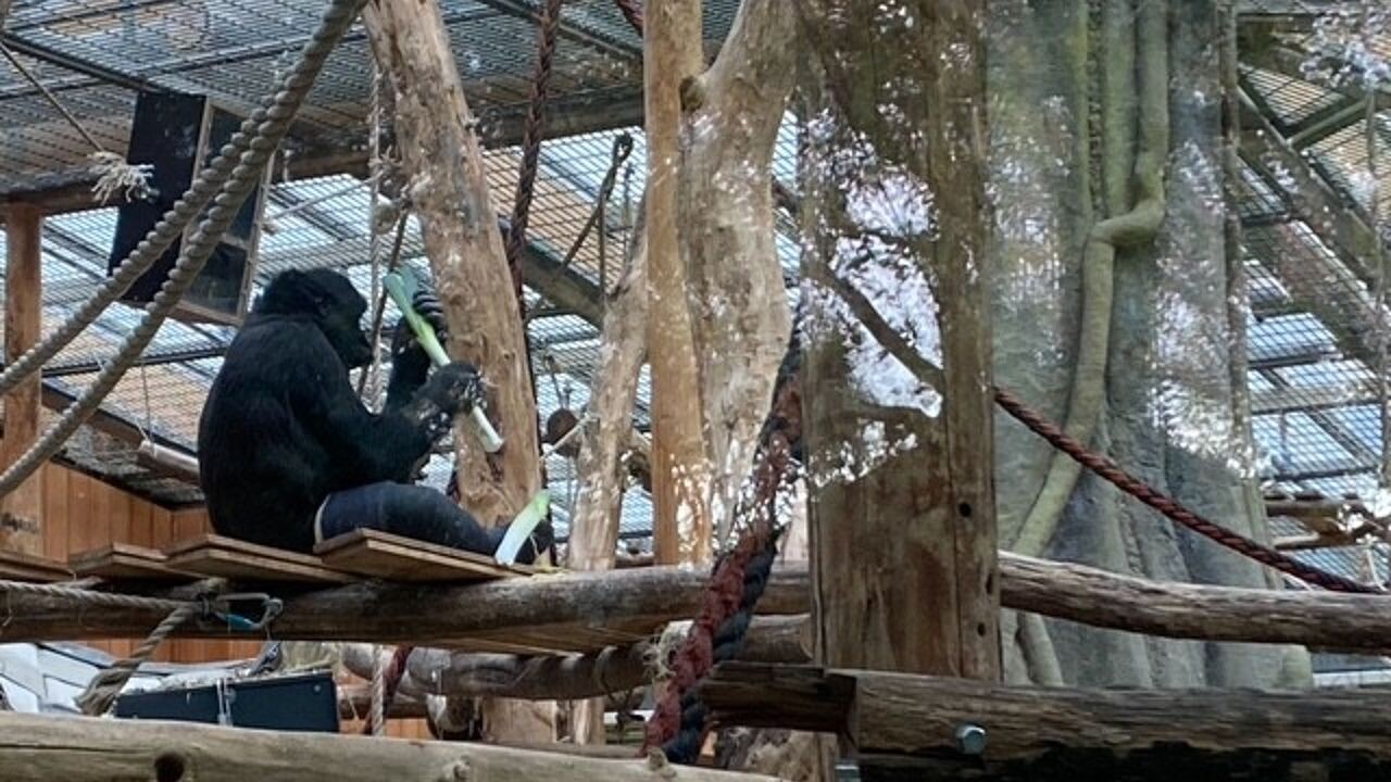 Kleutergorilla Vizazi in ZOO Antwerpen verlost van gips aan poot: "Ze bleef nog even met een zwaaibeweging wandelen"