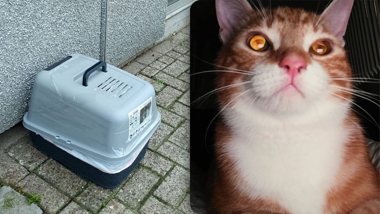 Kat achtergelaten in dichtgeplakte kattenbak op straat in Boom: "Wat bezielt iemand om zoiets te doen?"