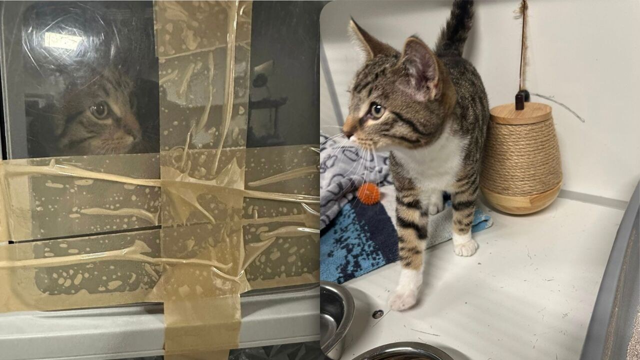 Opnieuw kat gedumpt in dichtgeplakte kattenbak, deze keer in Merksem: "Hoe kunnen mensen zo hardvochtig zijn?"