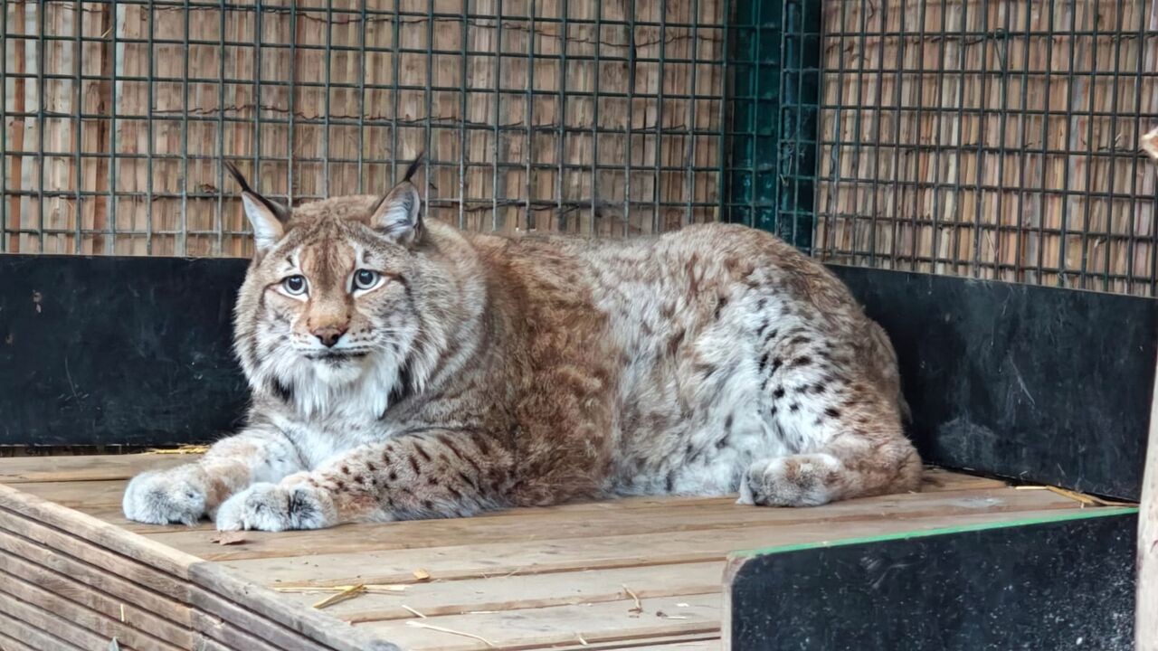 Litouwse lynx met overgewicht krijgt opvang in Oudsbergen: "Weegt dubbel zo veel als normaal"