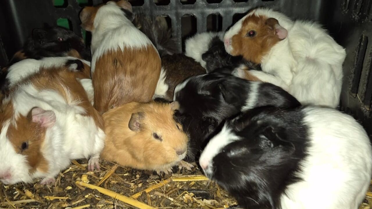 Meer dan 60 cavia's gedumpt bij bedrijf in Roeselare: "Foute levering voor dierenwinkel?"