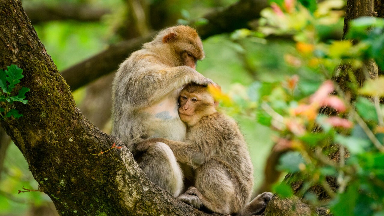 Homoseksueel gedrag bij primaten versterkt volgens nieuw onderzoek sociale banden en vermindert spanningen