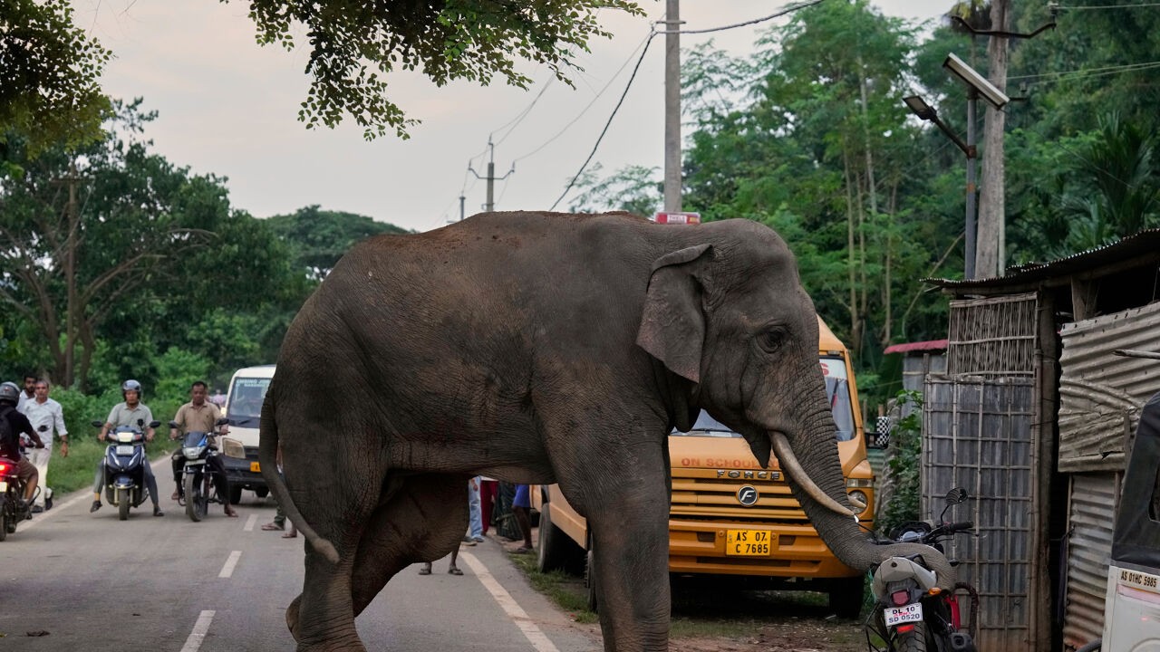 Olifant op de dool eist al zeker 20 mensenlevens in India