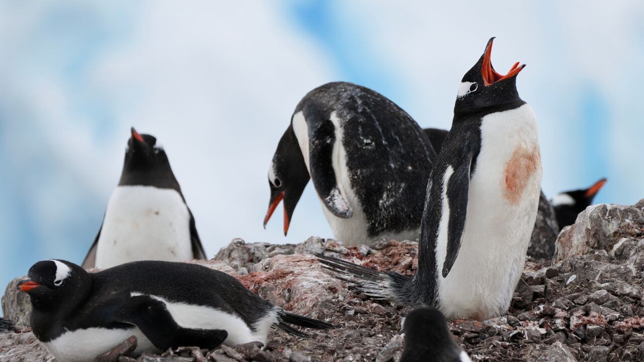 Pinguïns op Antarctica broeden 3 weken vroeger door klimaatverandering, 3 soorten bedreigd