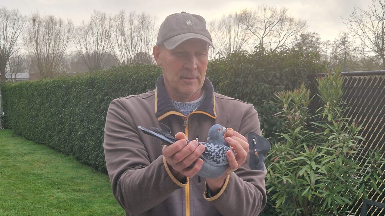 Camera's, sensoren en alarmen: duivenmelker Frans (65) uit Ranst beveiligt zijn prijsduiven voor duizenden euro's