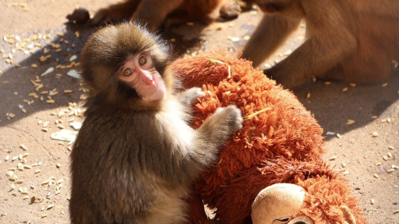 Verstoten aapje Punch klampt zich vast aan knuffel en verovert het internet