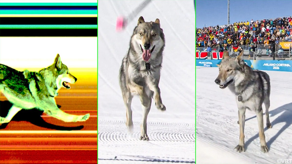 Wolfshond stormt mee met langlaufers over de streep, baasje valt uit de lucht wanneer "Nazgul" plots op tv komt