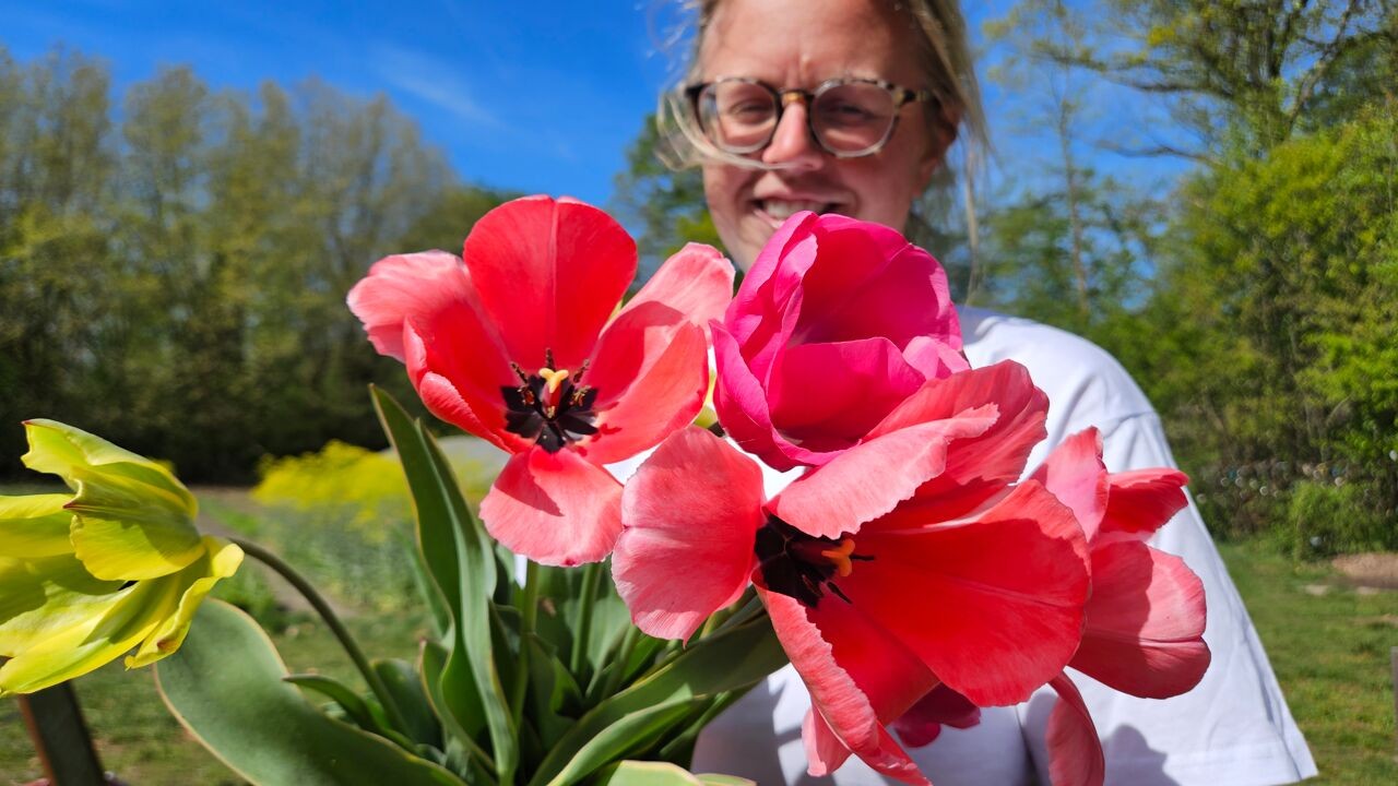 Klimaatverandering bedreigt de tulp als lentebloem: biokwekers overwegen te stoppen