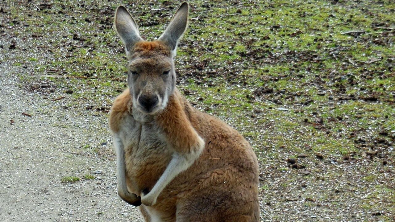 Wallaby legt treinverkeer tussen Eine en Oudenaarde een uur stil: "Dat heb ik in de afgelopen 15 jaar nog niet meegemaakt"