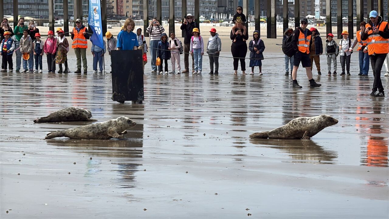 Vijf zeehondjes vrijgelaten op strand Blankenberge: "Emotioneel moment, maar resultaat van maandenlange zorg"