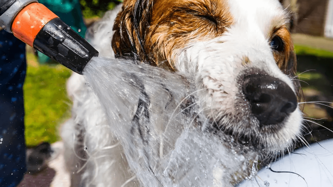 30,3 graden in Ukkel: eerste tropische dag van het jaar is een feit