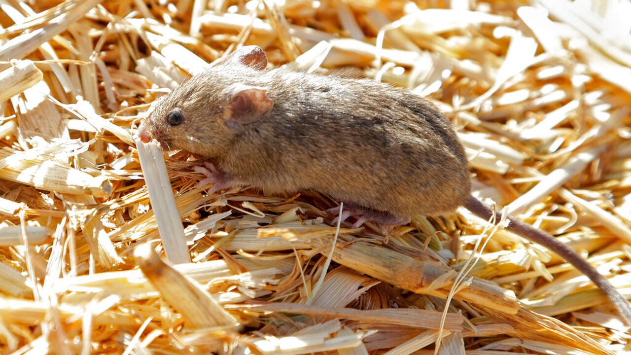 Tot 8.000 muizen per hectare: Australische boeren kreunen onder grote muizenplaag