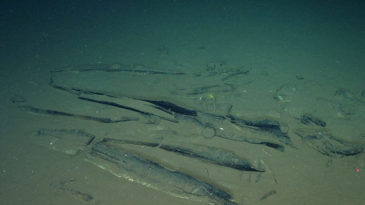 Wetenschappers ontdekken gigantisch walvissenkerkhof van 5 miljoen jaar oud in Indische Oceaan: "Unieke schat aan geheimen"