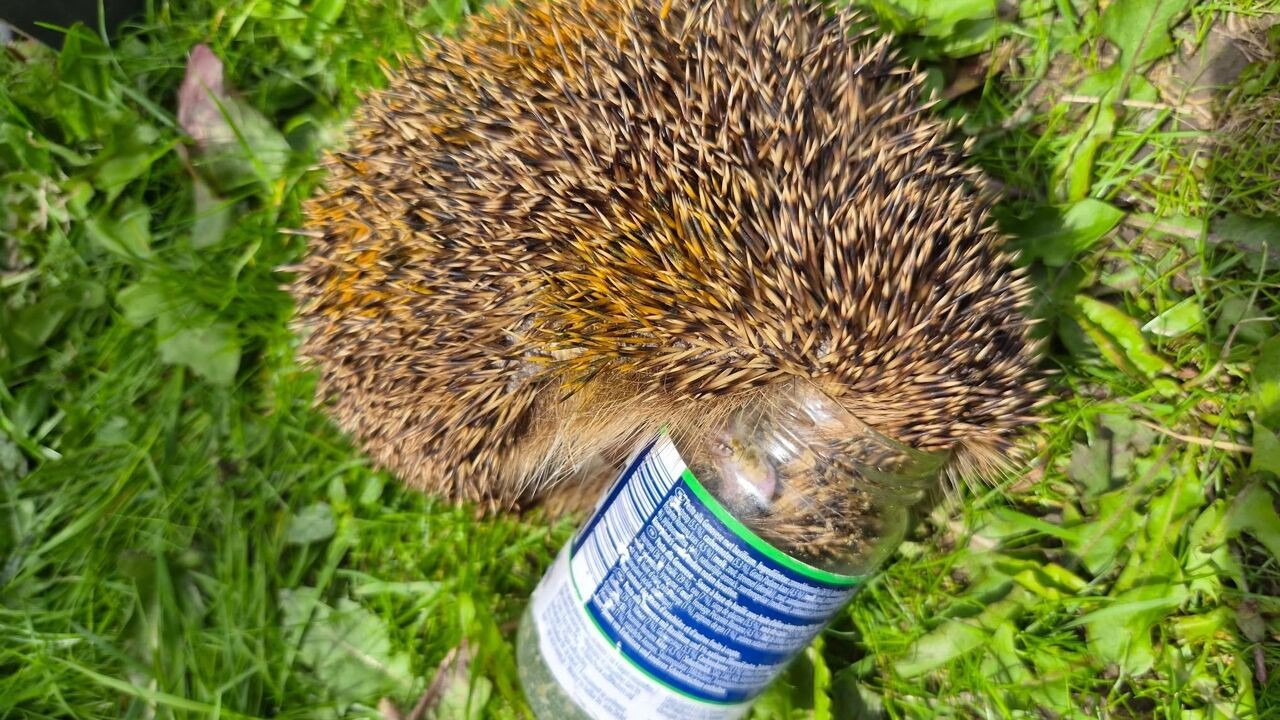 Animal Rescue moet egel uit glazen bokaal bevrijden in Overijse: "Zwerfvuil is levensbedreigend voor dieren"