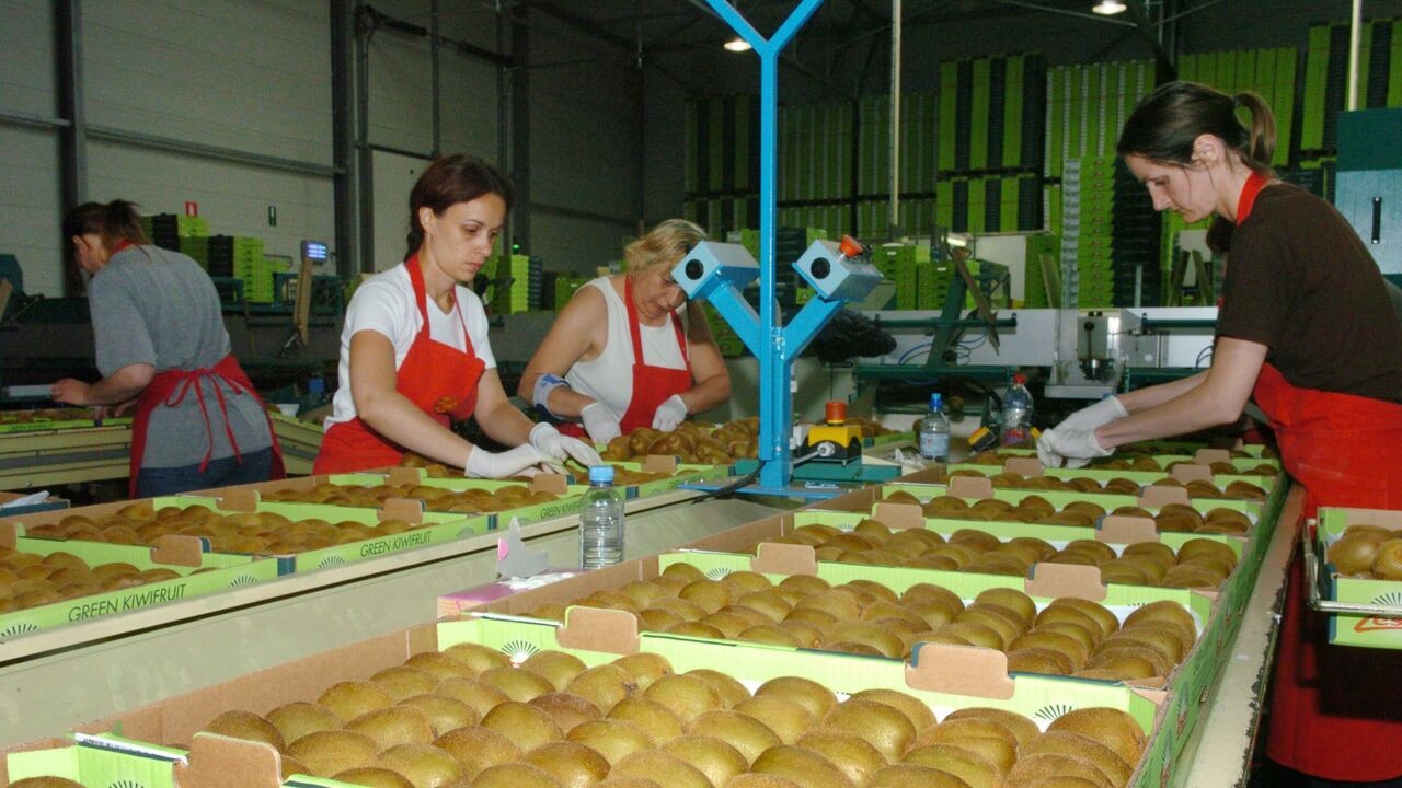 Kiwihandelaar Zespri verlaat haven van Zeebrugge voor Nederland: "Een groot verlies voor de werkgelegenheid"