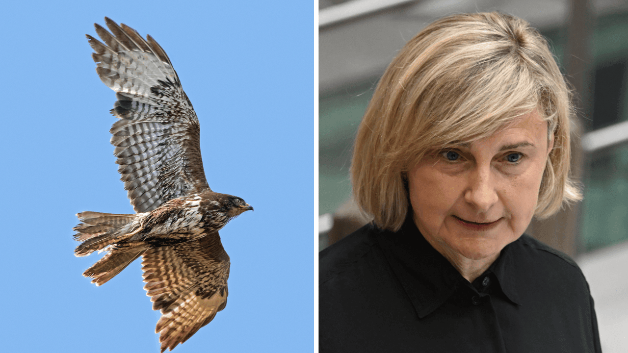 Minister Crevits tijdens joggen aangevallen door een buizerd: "Ik ben gillend weggelopen"