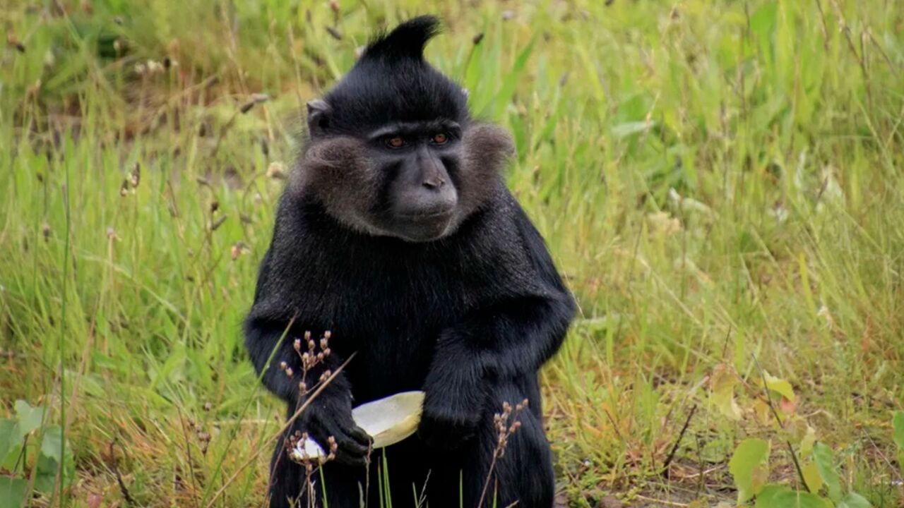 Aap ontsnapte zaterdag uit Beekse Bergen en zwerft nog steeds rond in omliggende dorpen