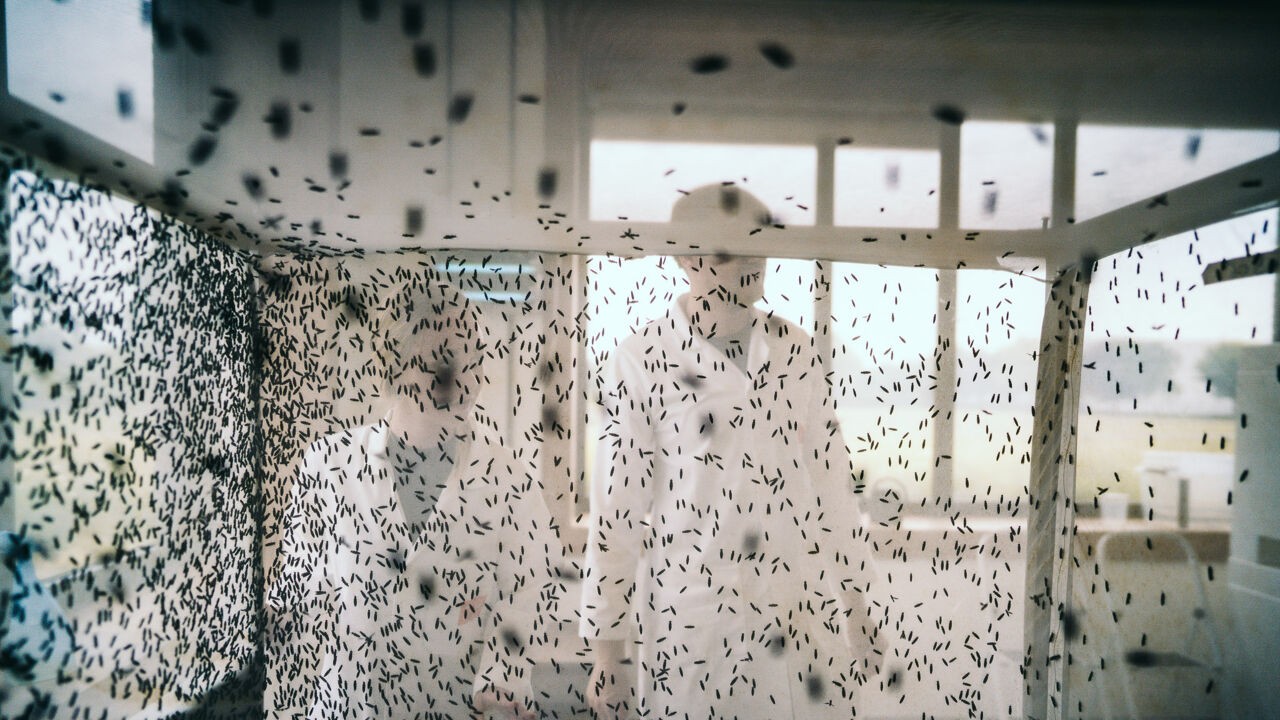 Thomas More start praktijkcentrum voor insectenkweek in Geel: "Insecten kunnen als grondstoffen dienen"