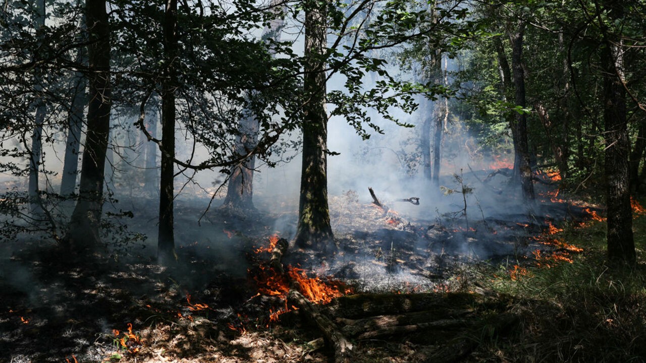 Van uitgestrekte zee, tot koninklijk jachtterrein en Unesco-bos: kan Fontainebleau ooit herstellen?