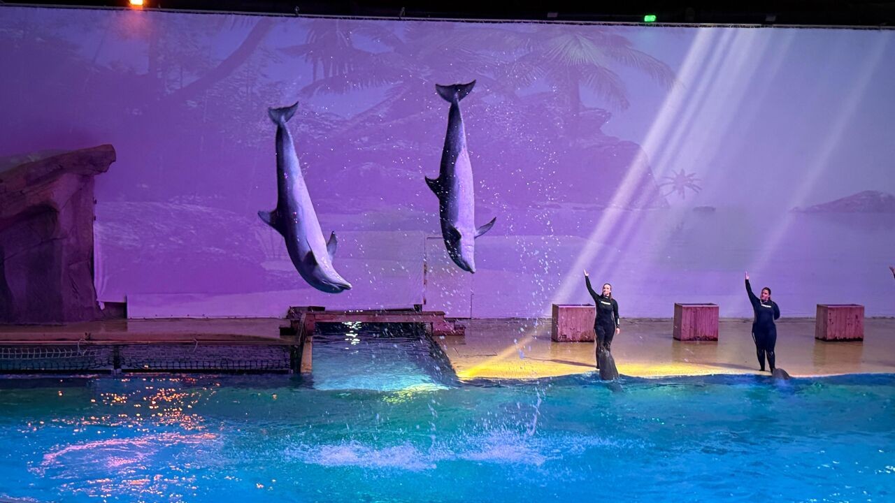 Dolfinarium Brugge definitief dicht in 2037: "Niet meer van deze tijd om hen kunstjes te laten doen"