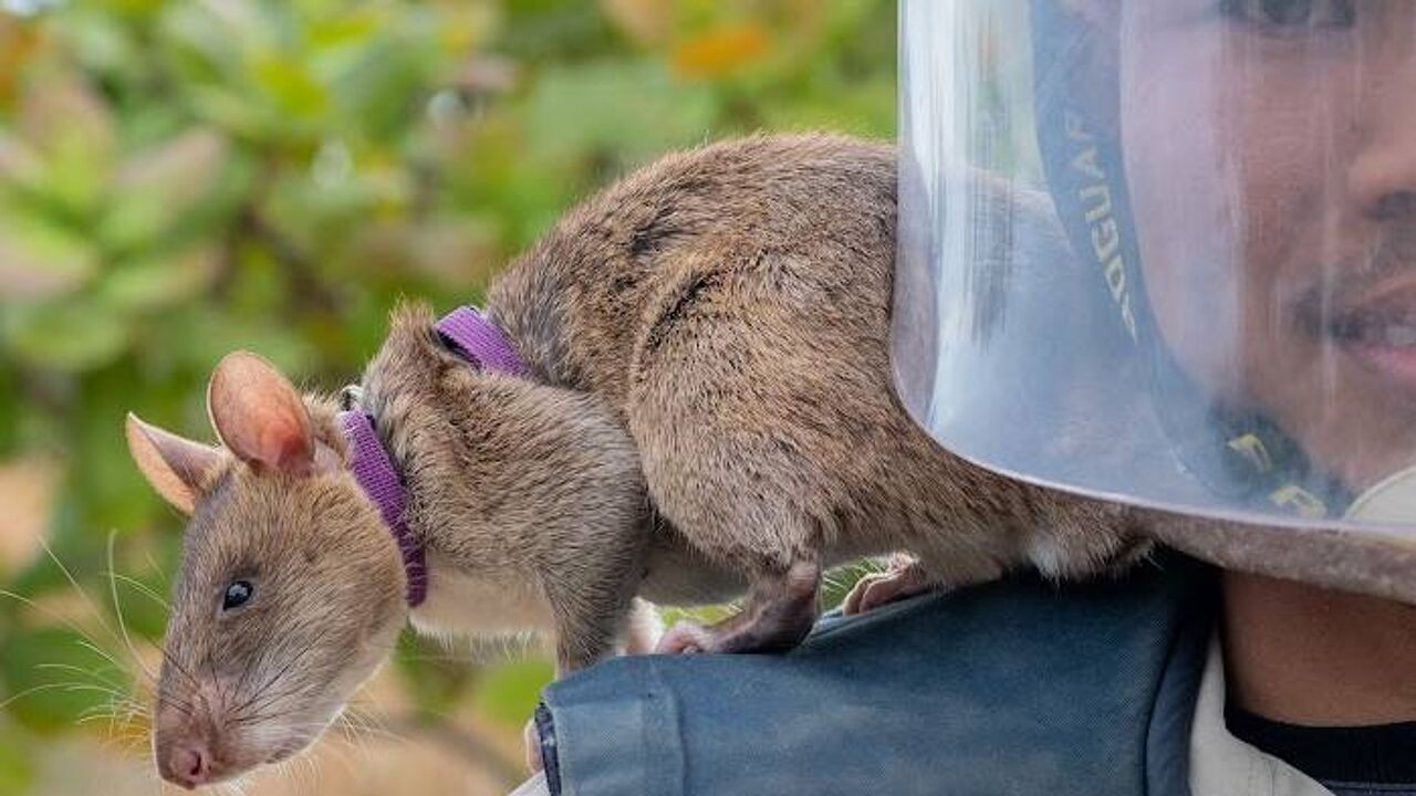 Landmijnen, tuberculose en lichamen opsporen na aardbevingen: Belgische 'heldenratten' redden wereldwijd levens