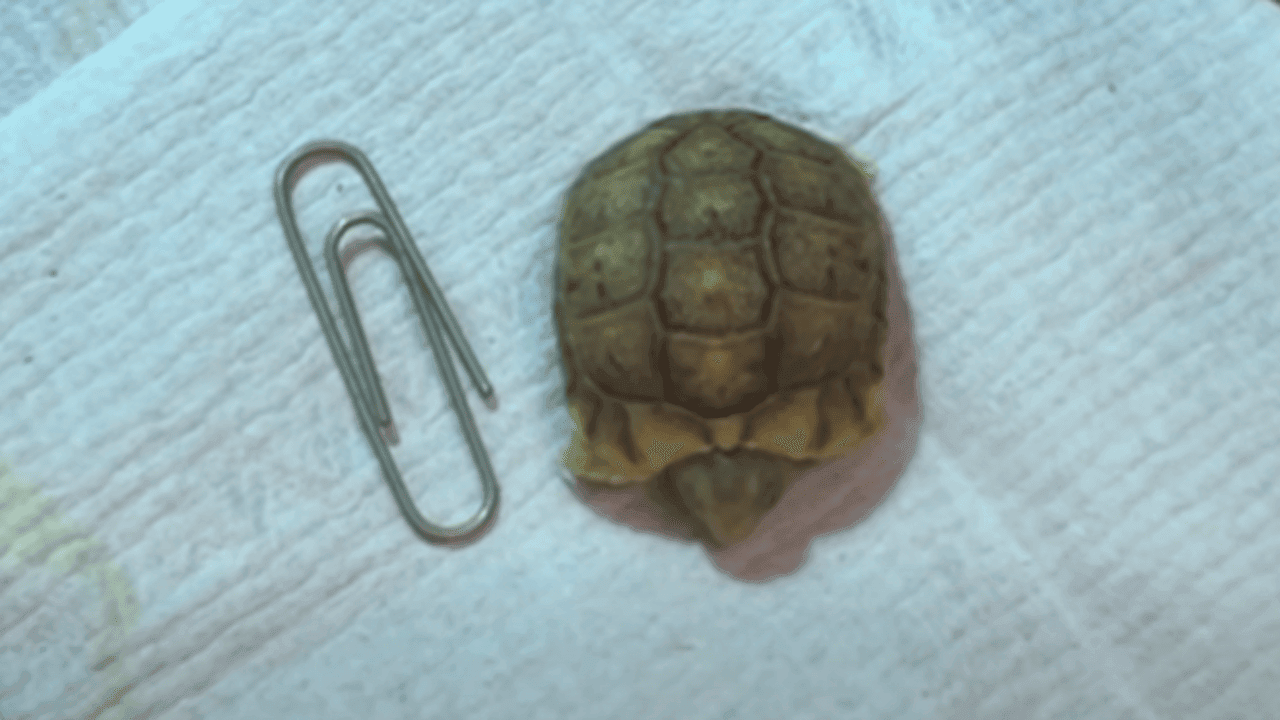 Kleiner dan een paperclip: zeldzame Egyptische landschildpad geboren in Nederland