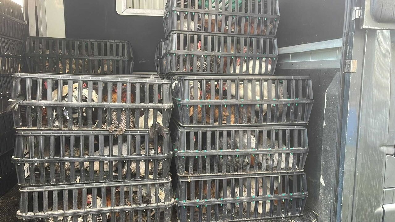 589 dieren in beslag genomen in Wetteren: dierenorganisaties uit Vlaams-Brabant en Limburg zoeken dringend opvang